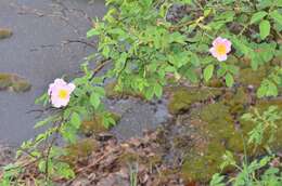 Image of dog rose