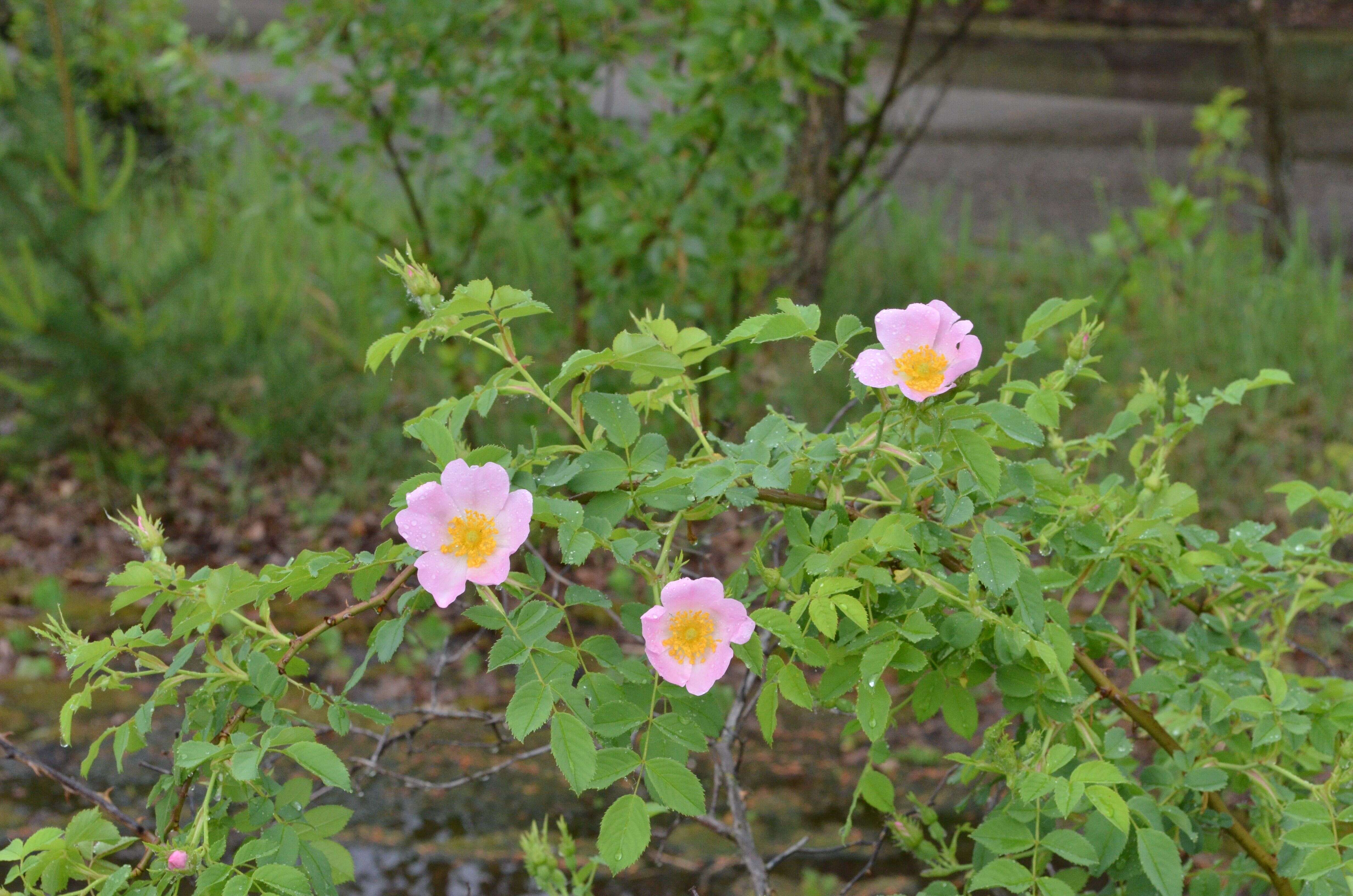 Image of dog rose