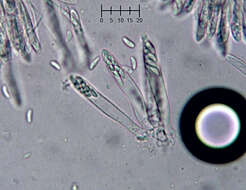 Image of Eupezizella aureliella (P. Karst.) T. Kosonen, Huhtinen & K. Hansen