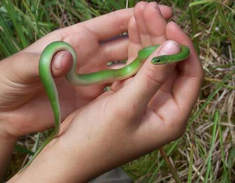 Image of Smooth Green Snake