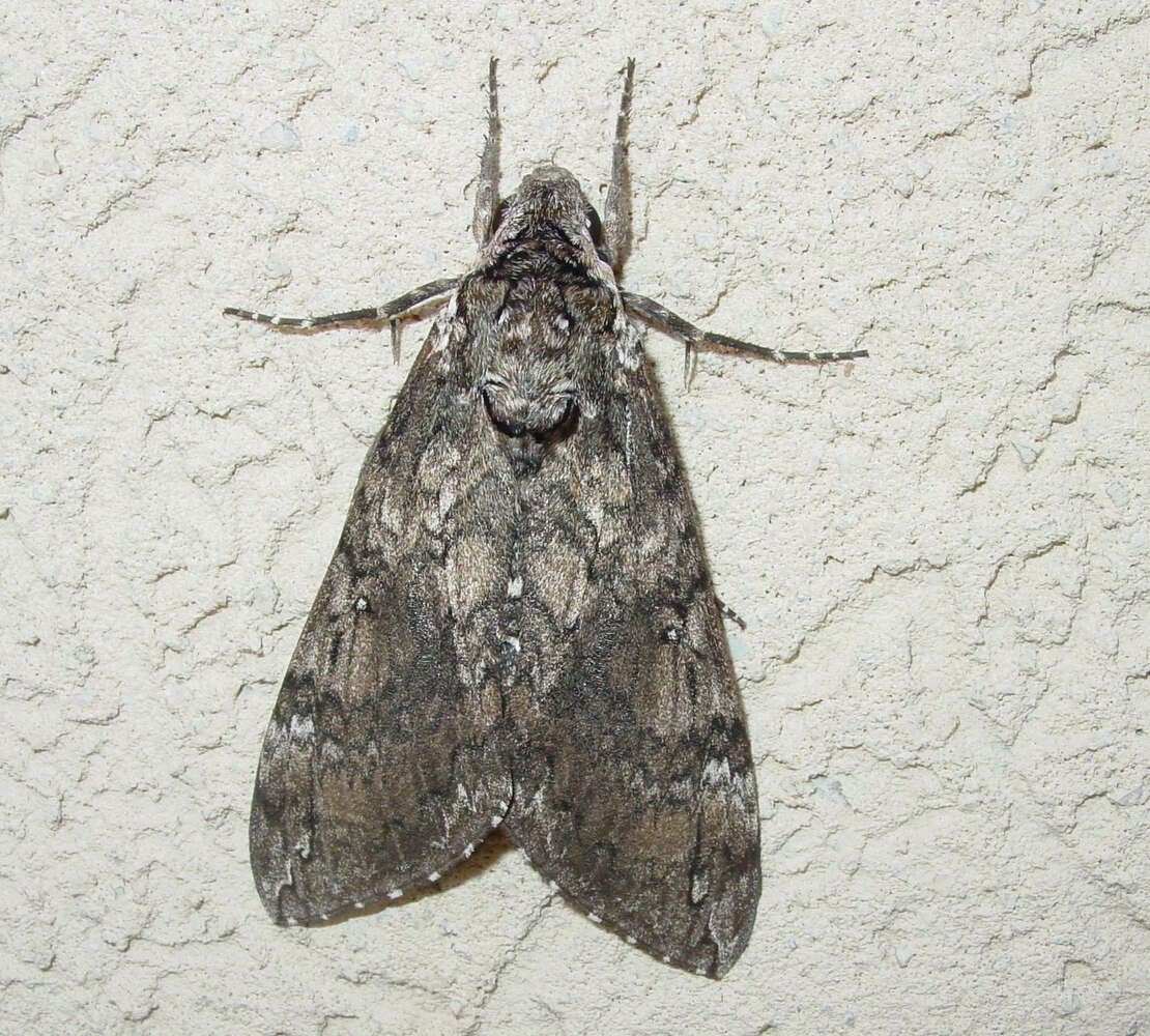 Image of Carolina sphinx