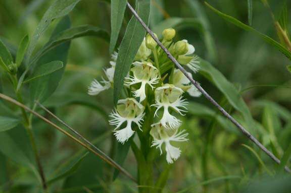 Image of Western prairie fringed orchid