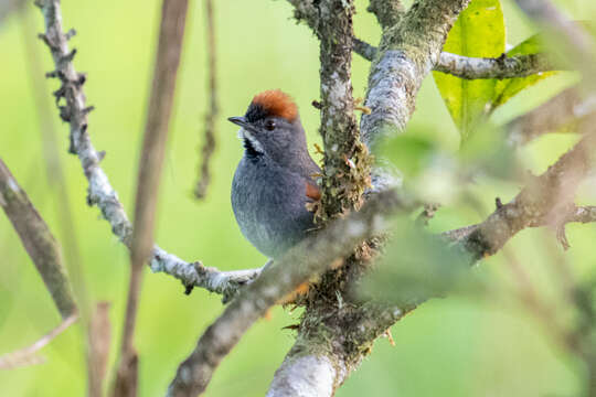 Image of Dark-breasted Spinetail