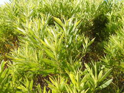 صورة Leucadendron coniferum (Thunb.) Meissn.