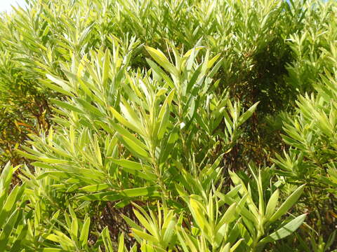 Image of Leucadendron coniferum (Thunb.) Meissn.