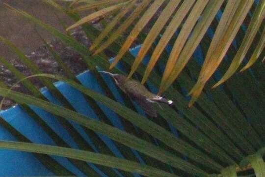 Image of Pale-tailed Barbthroat