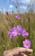 Image of Scale-Leaf False Foxglove