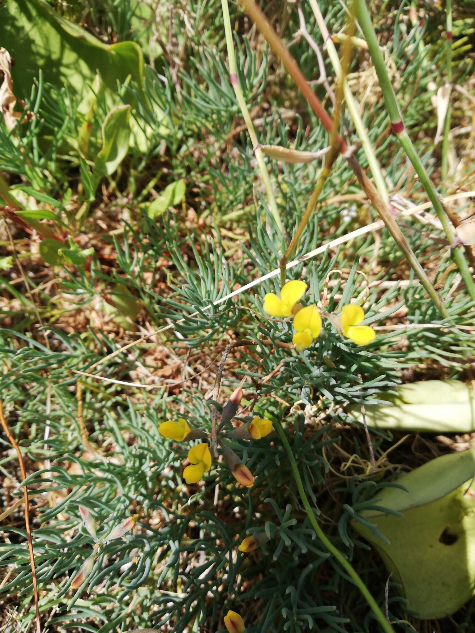 Image of Lebeckia plukenetiana E. Mey.