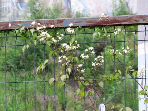 Image of Clematis brevicaudata DC.