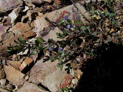 Image of Polygala asbestina Burch.