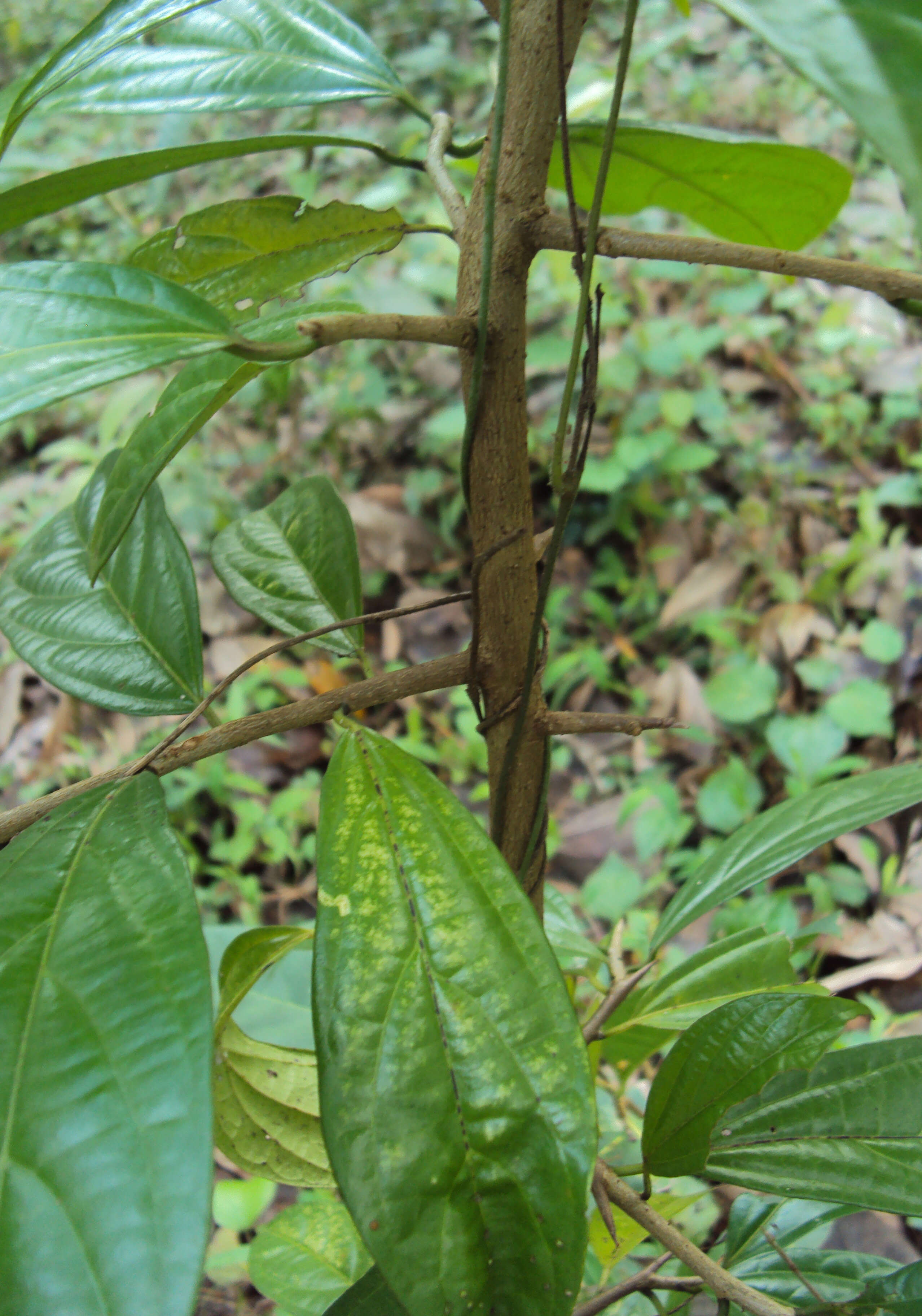 Image of Alangium salviifolium (L. fil.) Wangerin