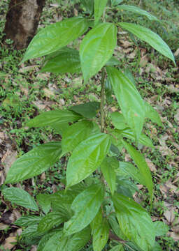 Image of Alangium salviifolium (L. fil.) Wangerin