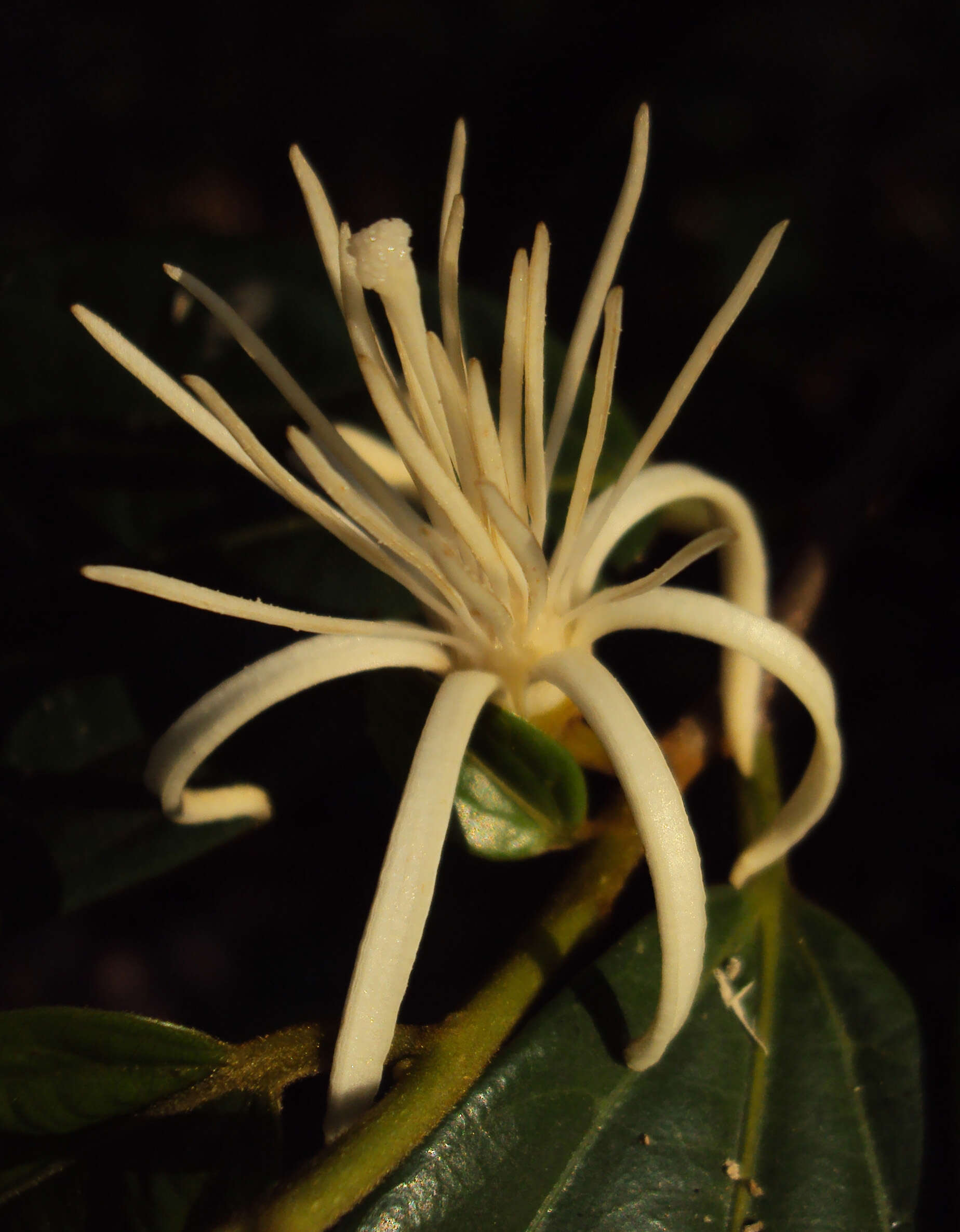 Image of Alangium salviifolium (L. fil.) Wangerin