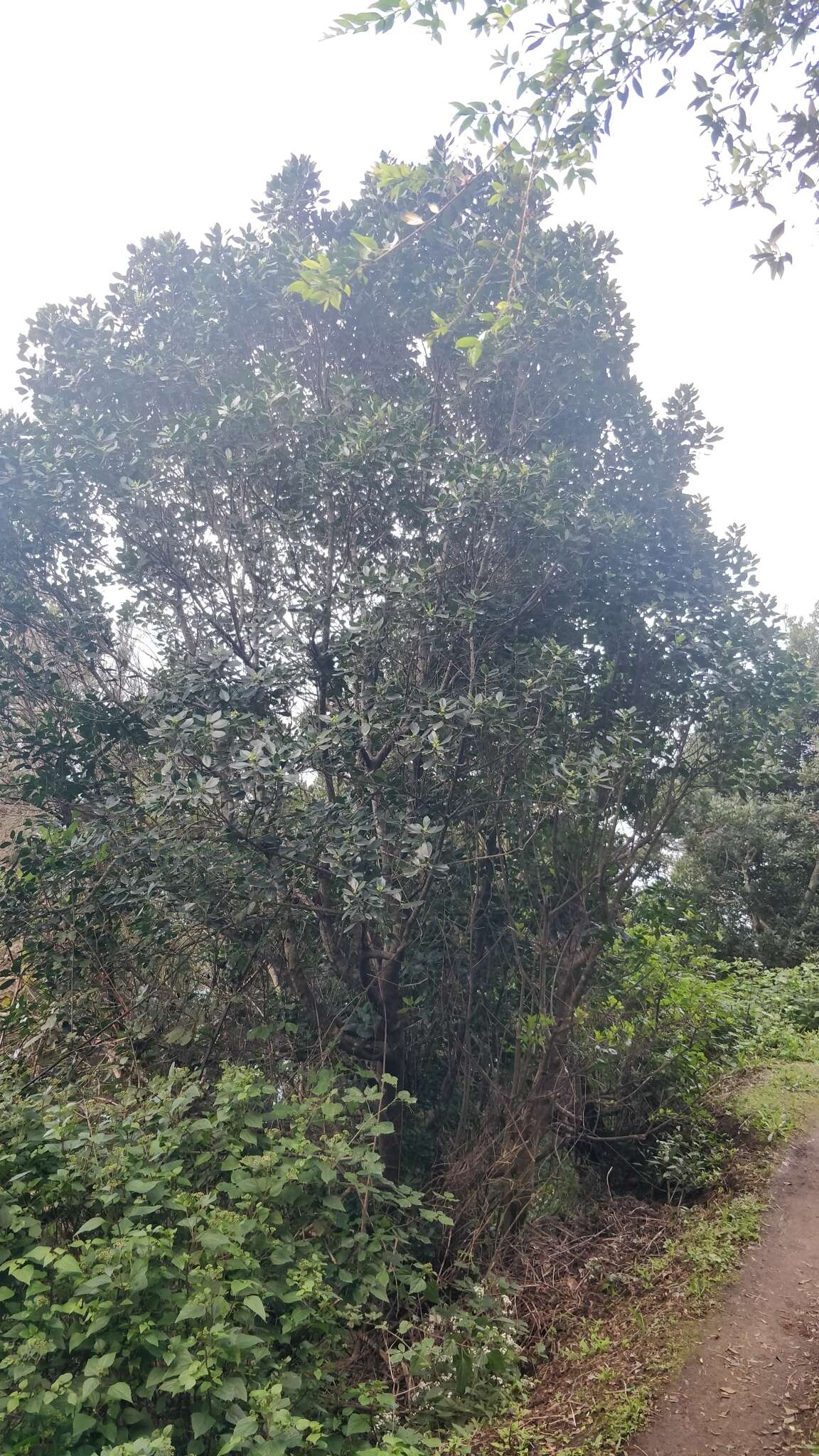 Image of Ilex canariensis subsp. azevinho (Sol. ex Lowe) G. Kunkel