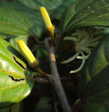 Image of Alangium salviifolium (L. fil.) Wangerin