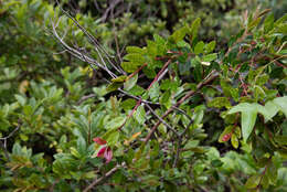 Image of Syzygium buxifolium Hook. & Arn.