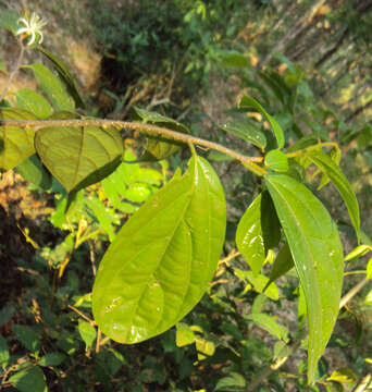 Image of Alangium salviifolium (L. fil.) Wangerin