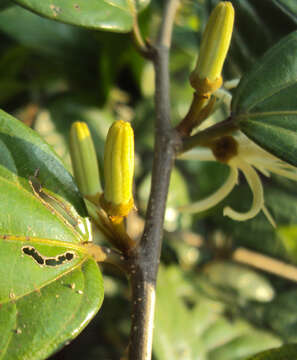 Image of Alangium salviifolium (L. fil.) Wangerin