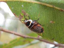 Image of Ellipsidion australe Saussure 1863