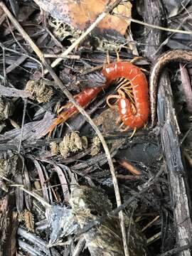 Image of Scolopocryptops spinicaudus Wood 1862