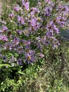 Plancia ëd Symphyotrichum elliottii (Torr. & A. Gray) G. L. Nesom