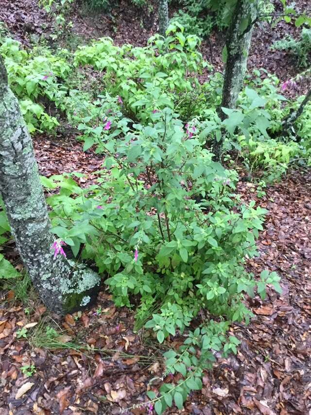 Salvia curviflora Benth. resmi