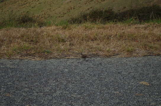 Image of Australasian Pipit