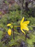 Image of Spathoglottis gracilis Rolfe ex Hook. fil.