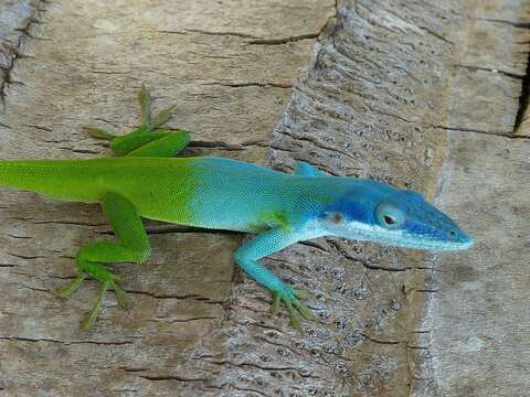 Image of Allison's Anole