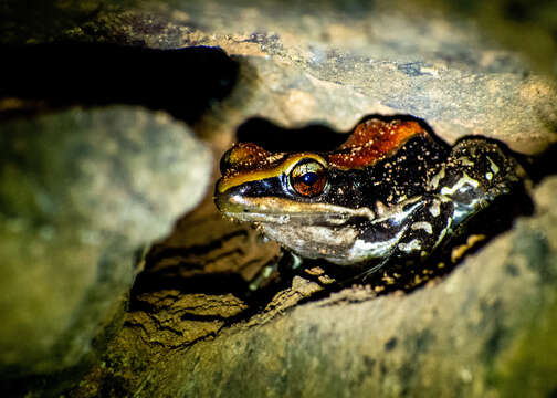 Image of widespread fungoid frog