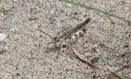 Image of Longhorn Band-wing Grasshopper