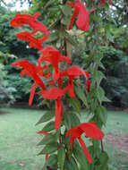 Image de Columnea oxyphylla Hanst.