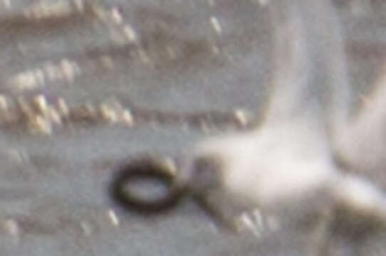 Image of river lamprey, lampern