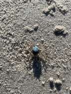 Image of Light-blue Soldier Crab