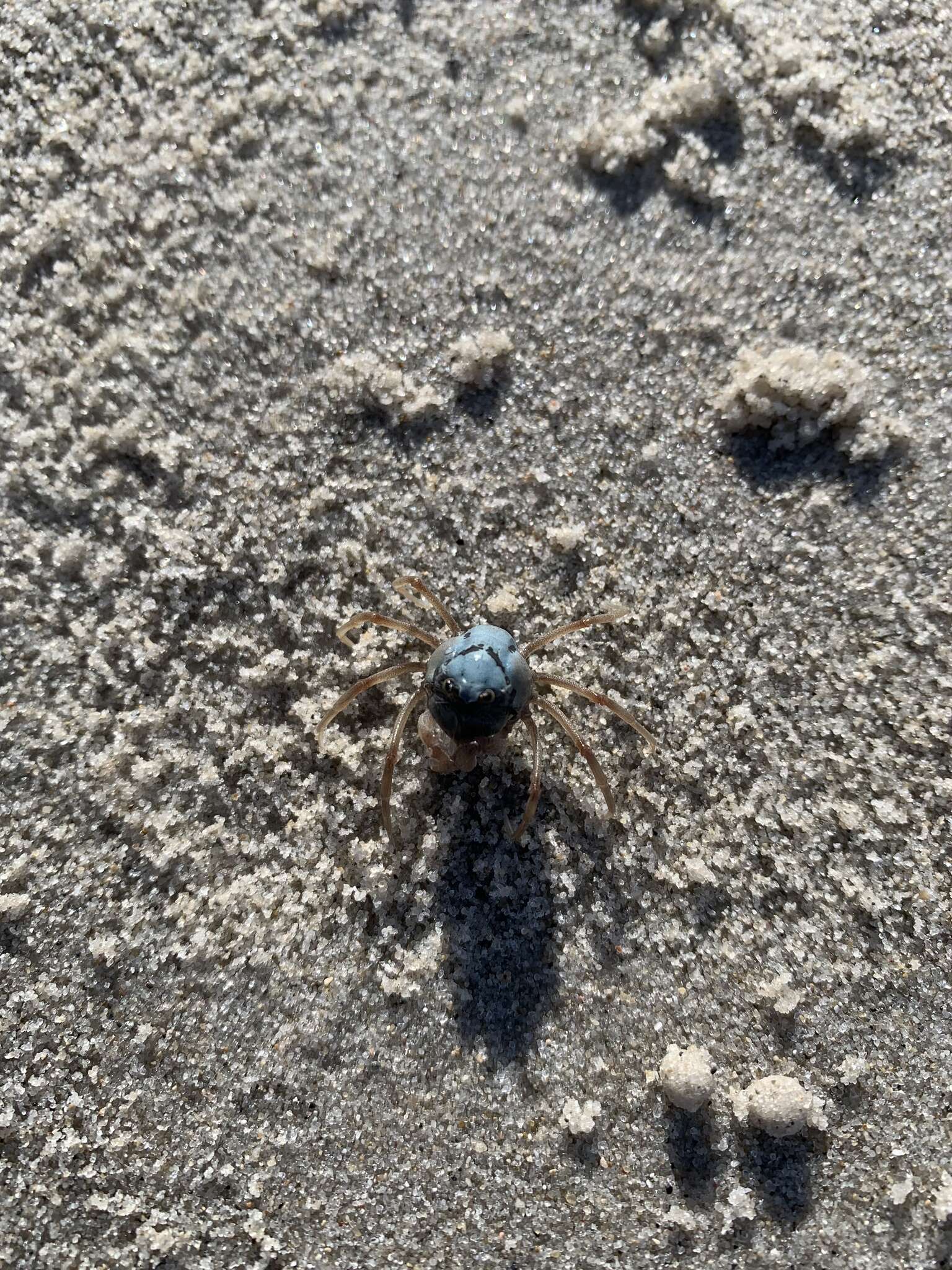 Image of Light-blue Soldier Crab