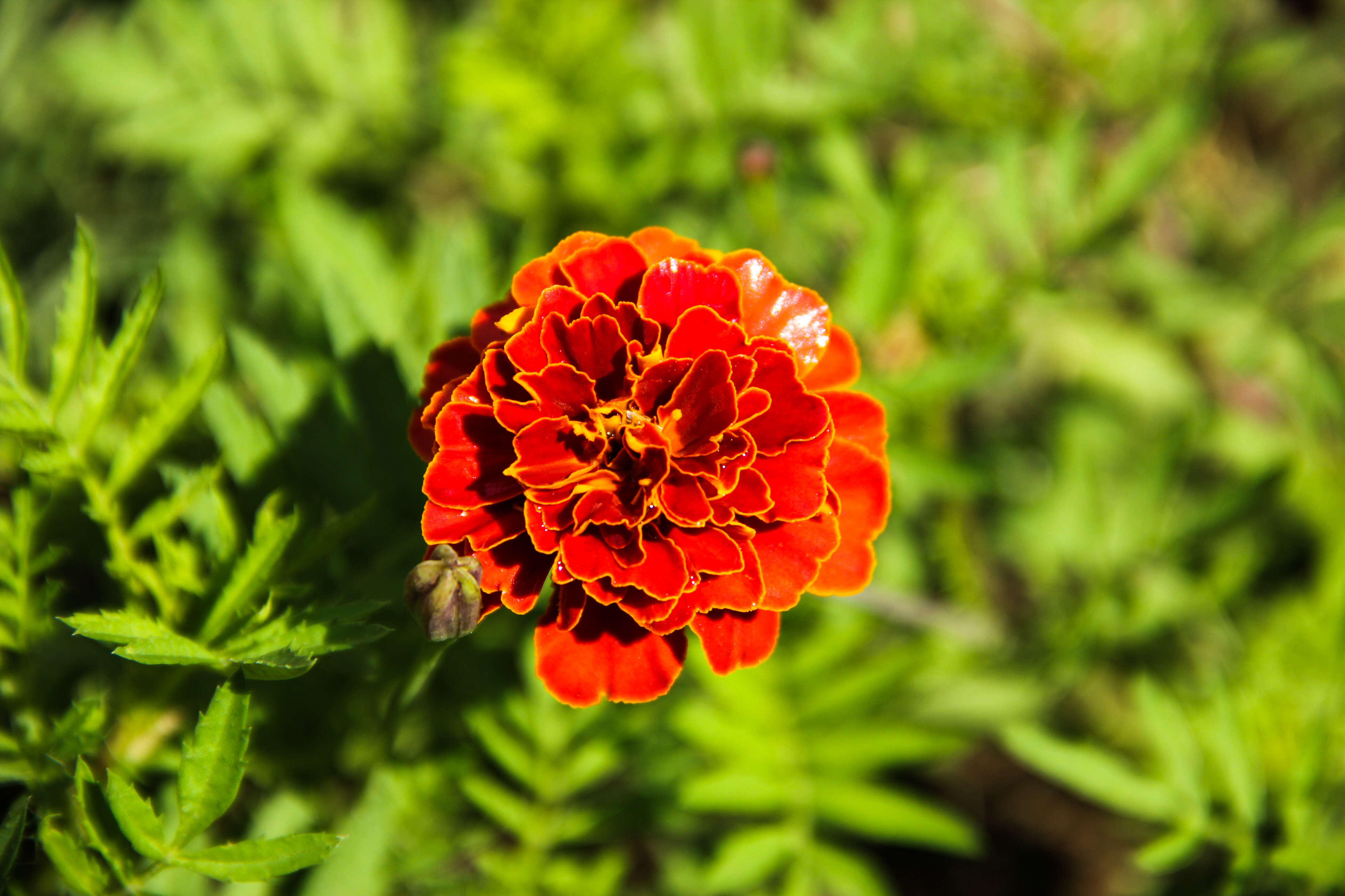 Plancia ëd Tagetes erecta L.