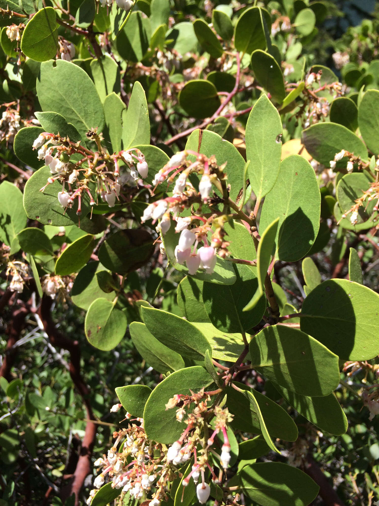 Image of greenleaf manzanita