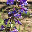 Penstemon wilcoxii Rydb. resmi