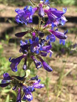 Image of Wilcox's penstemon