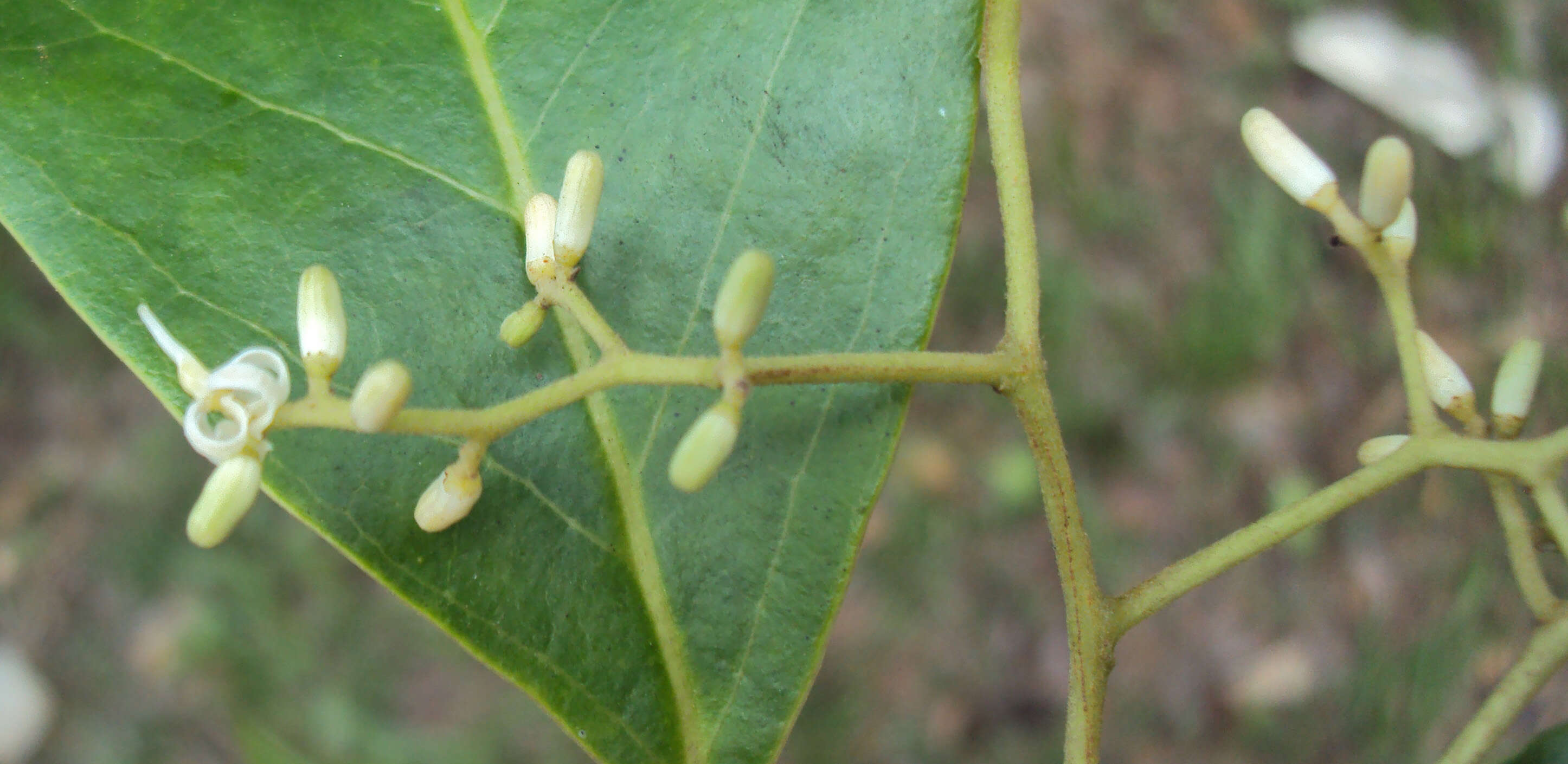 Image of Apodytes dimidiata E. Mey. ex Arn.