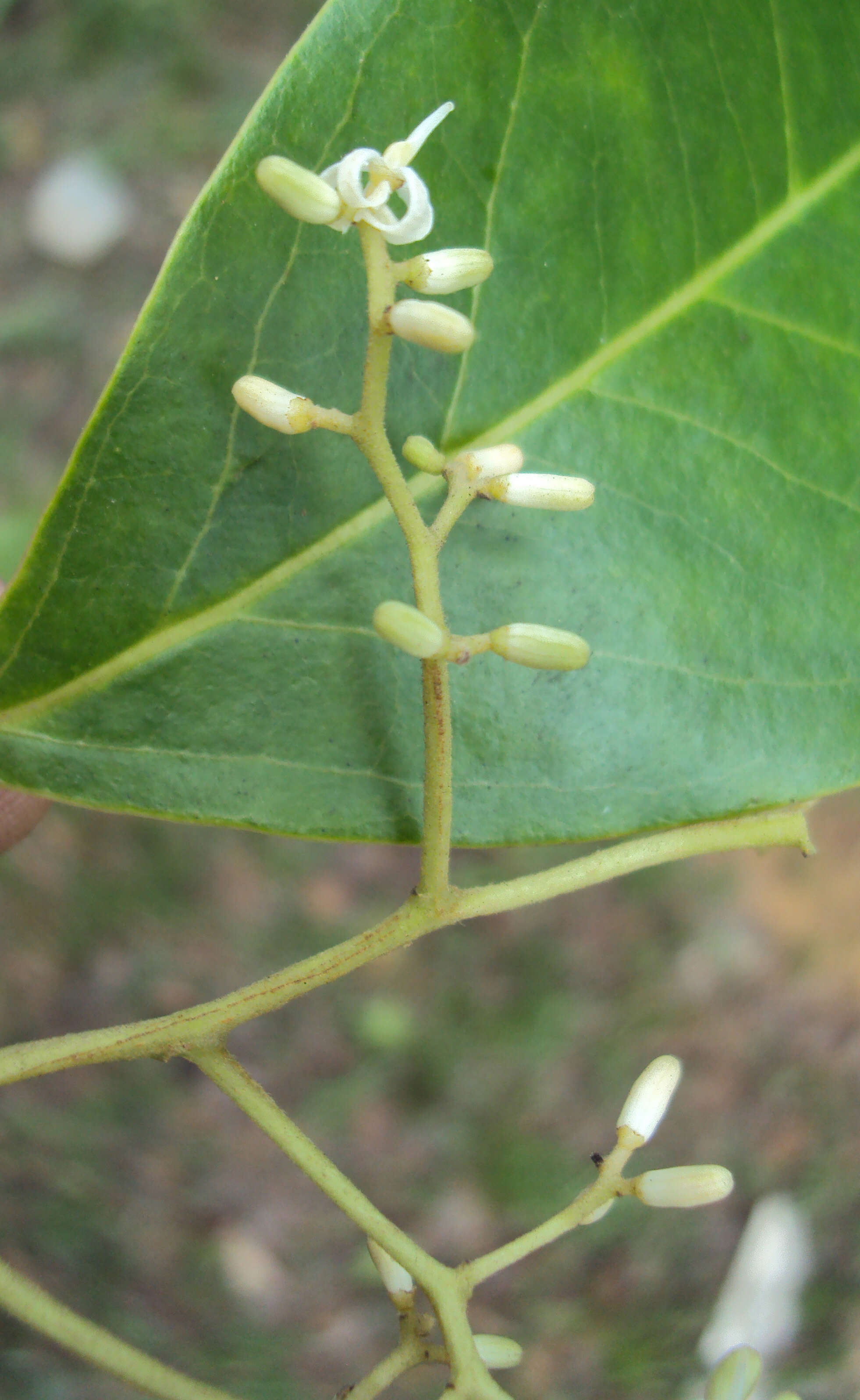 Image of Apodytes dimidiata E. Mey. ex Arn.