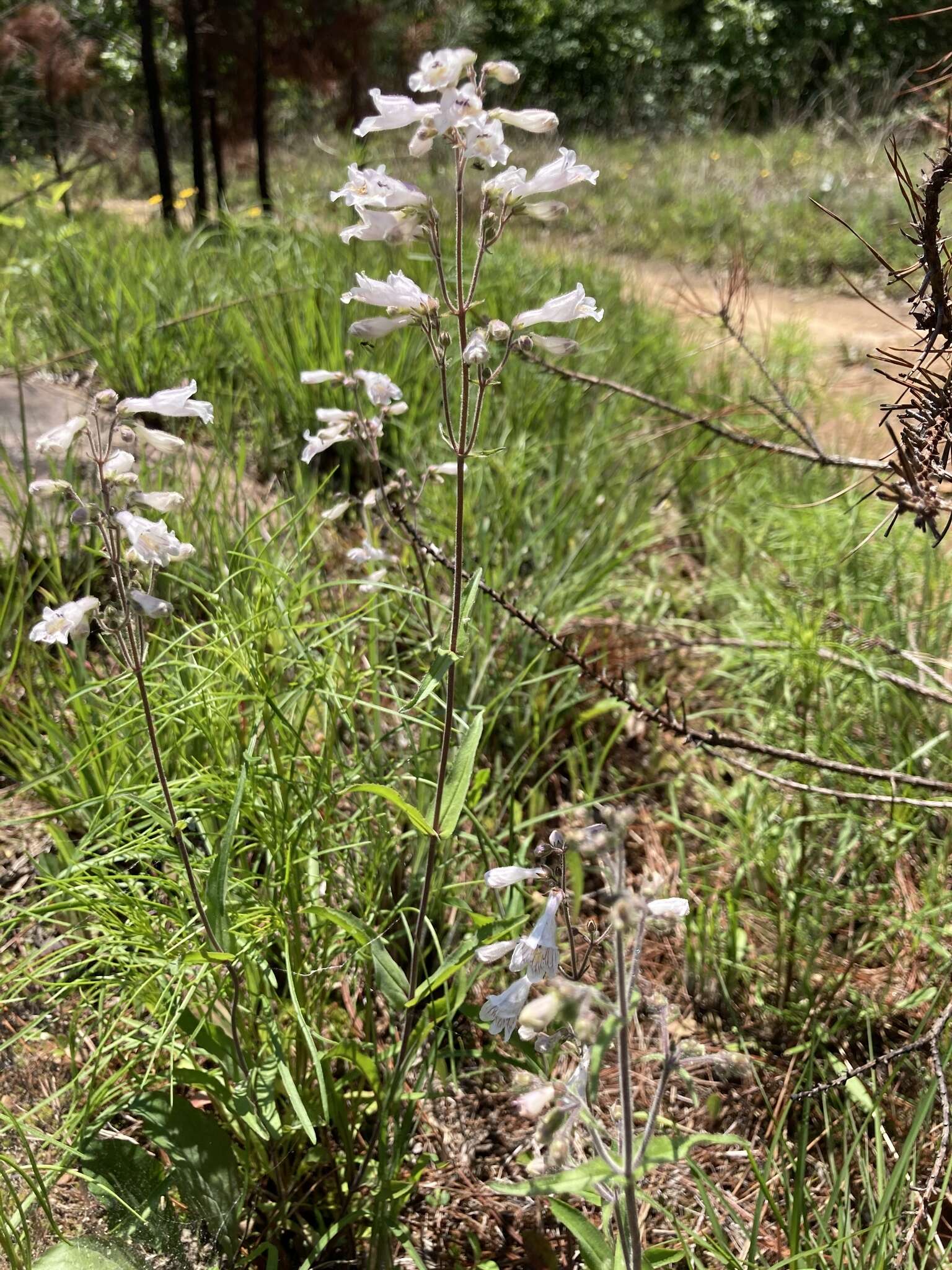 Слика од Penstemon arkansanus Pennell