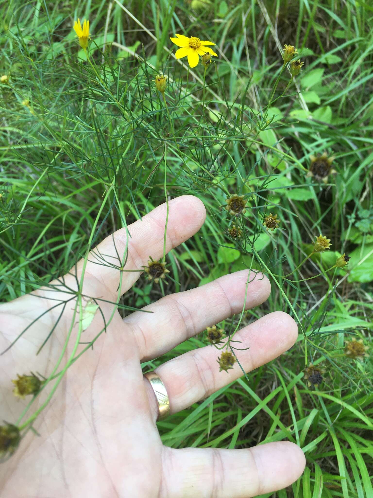 Image of whorled tickseed