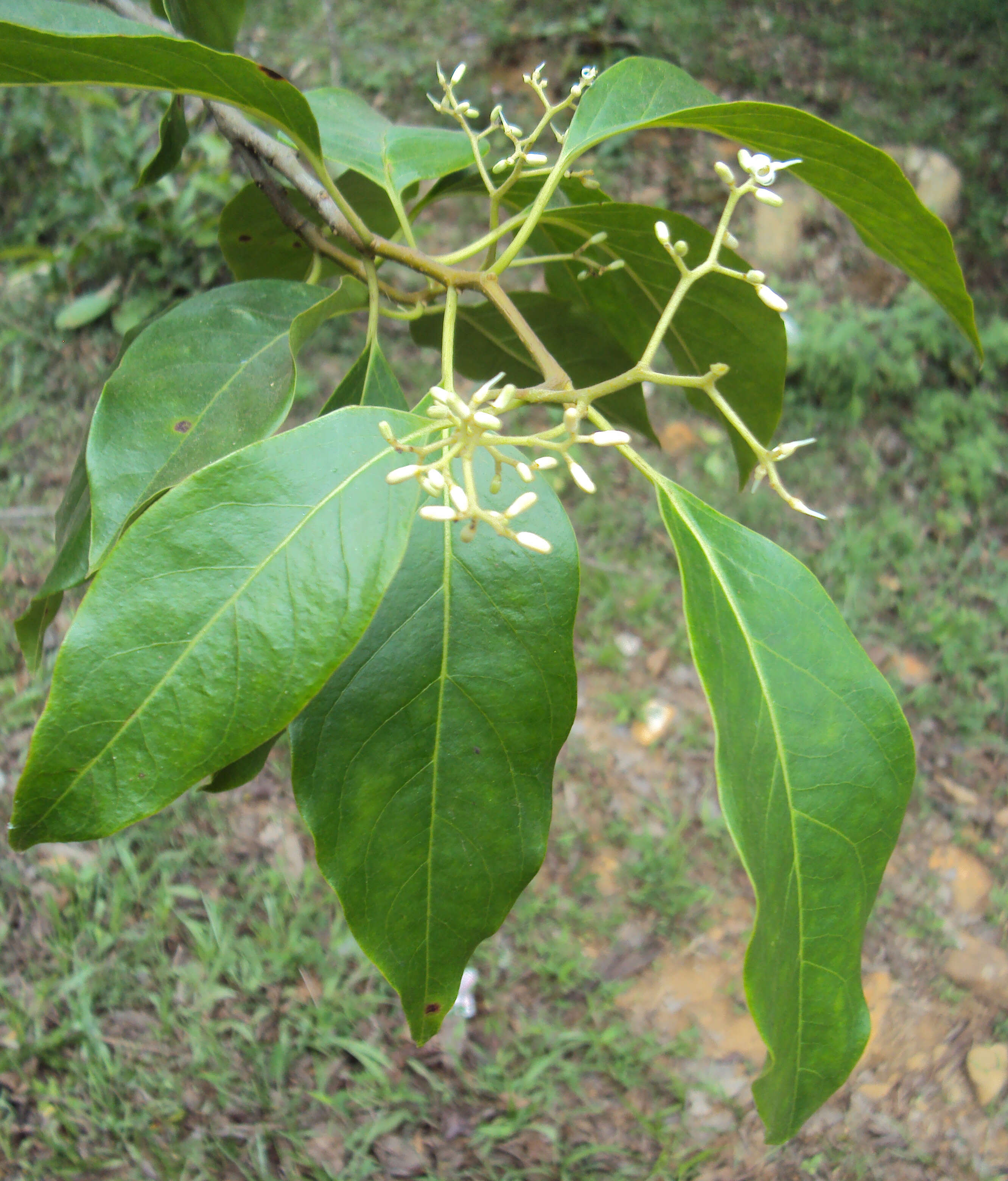 Image of Apodytes dimidiata E. Mey. ex Arn.