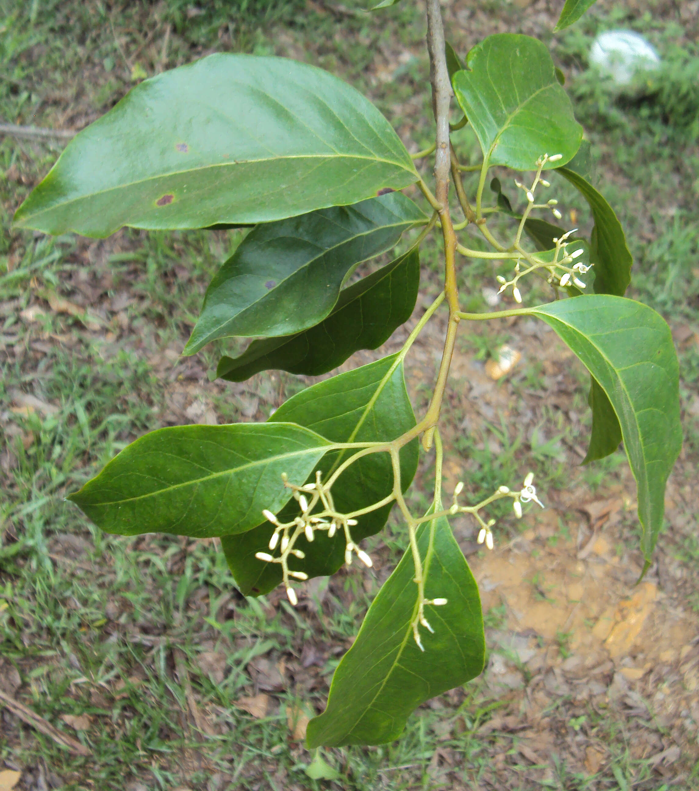 Image of Apodytes dimidiata E. Mey. ex Arn.