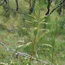 Myoporum floribundum A. Cunn. ex Benth. resmi