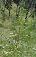 Image of Myoporum floribundum A. Cunn. ex Benth.