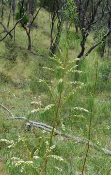 Image of Myoporum floribundum A. Cunn. ex Benth.