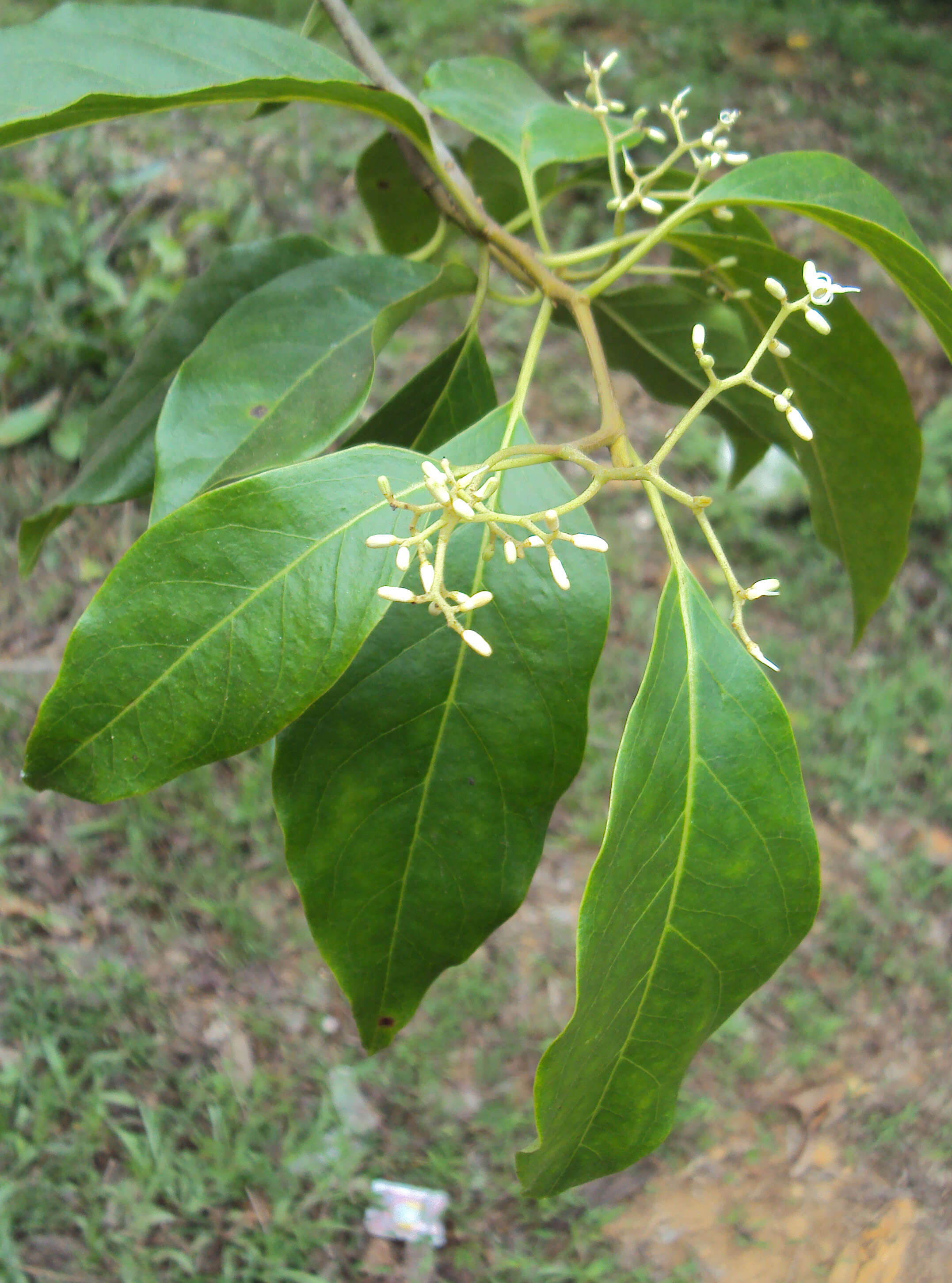 Image of Apodytes dimidiata E. Mey. ex Arn.