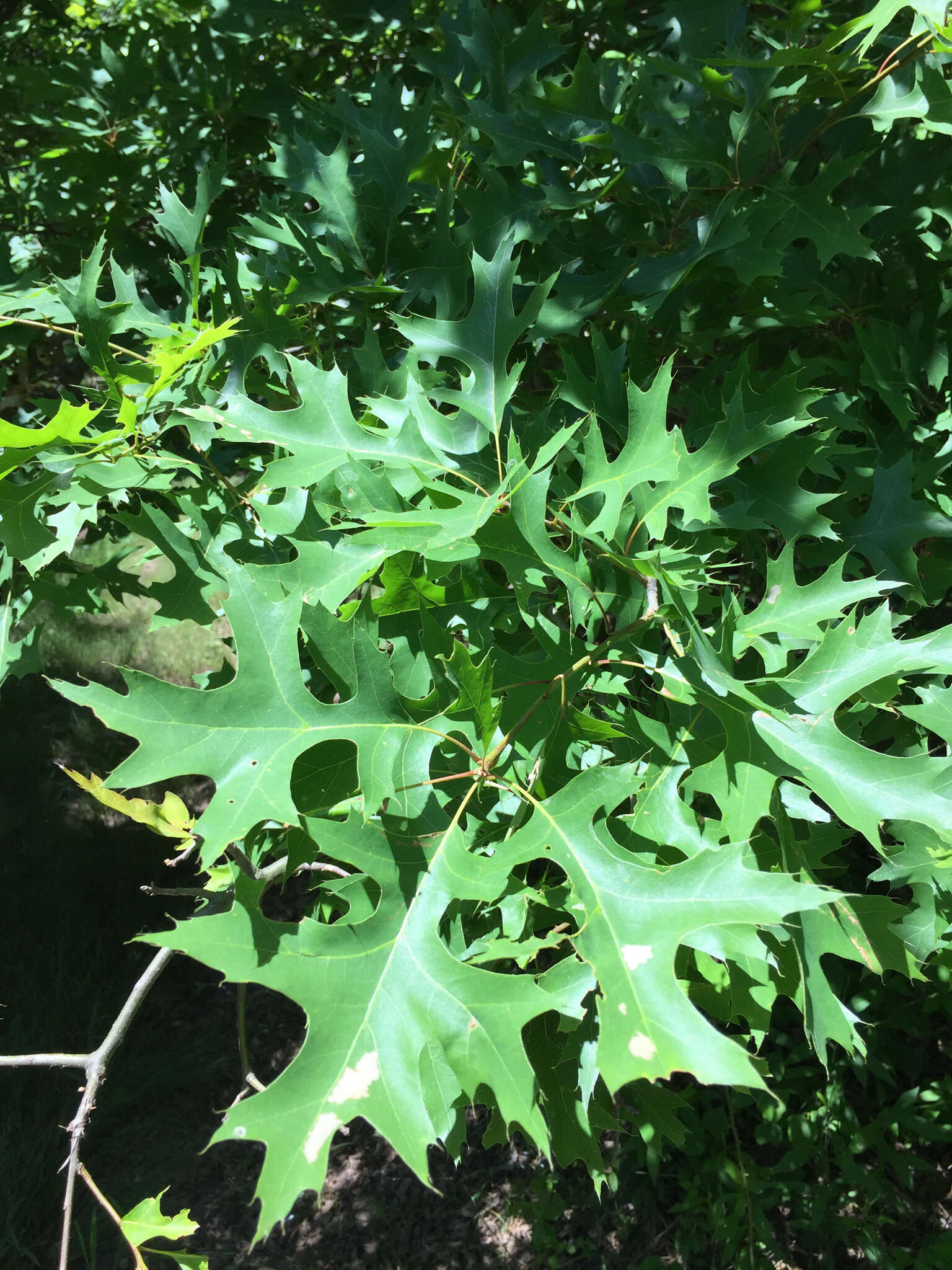 Image of Pin Oak